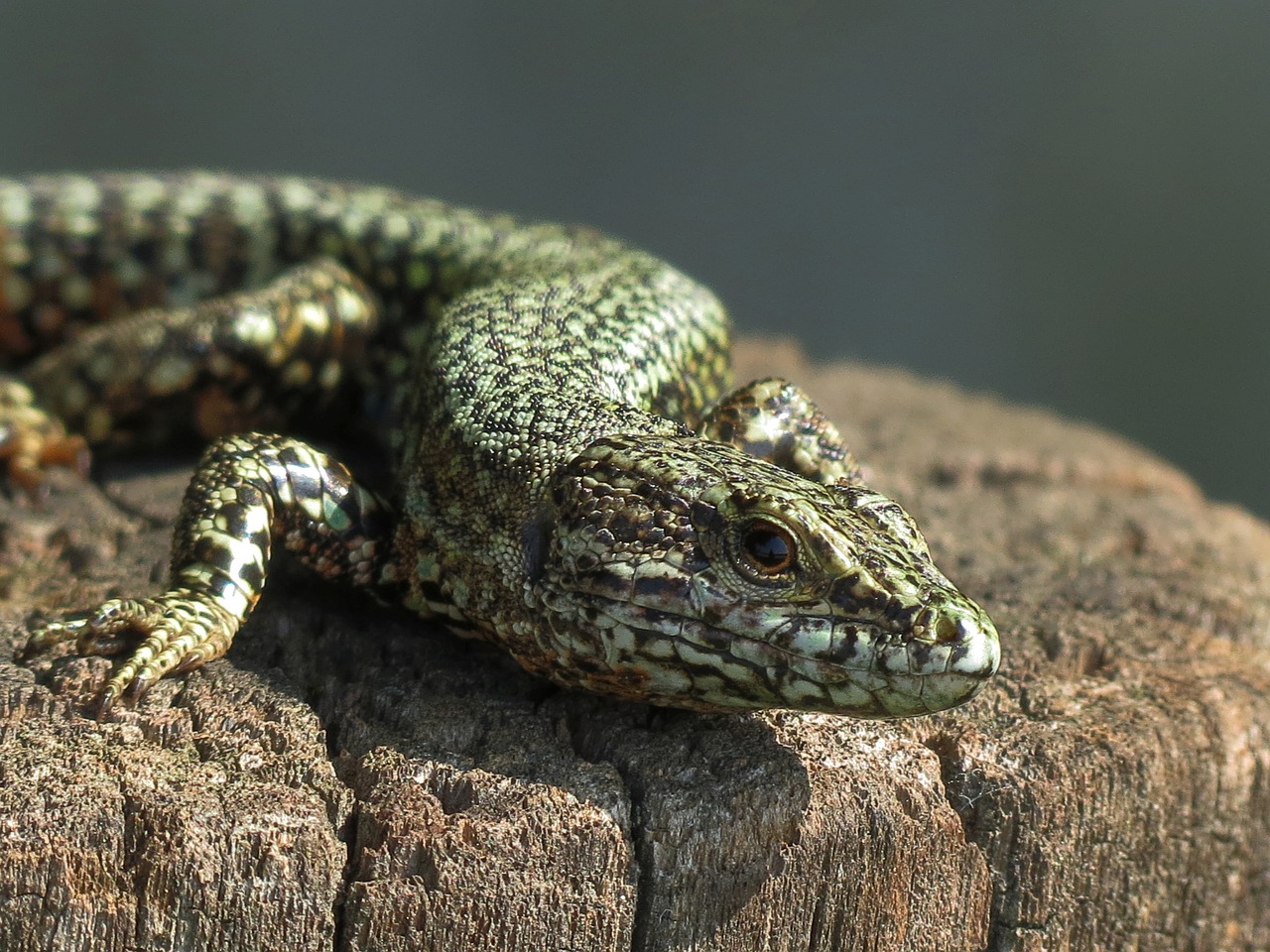 portrait  lizard  nature free photo