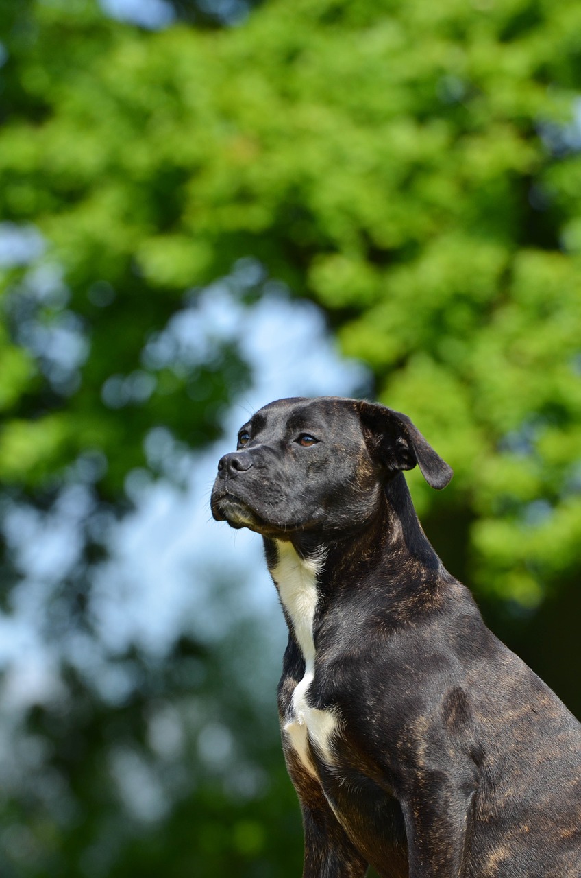 portrait hybrid dog free photo