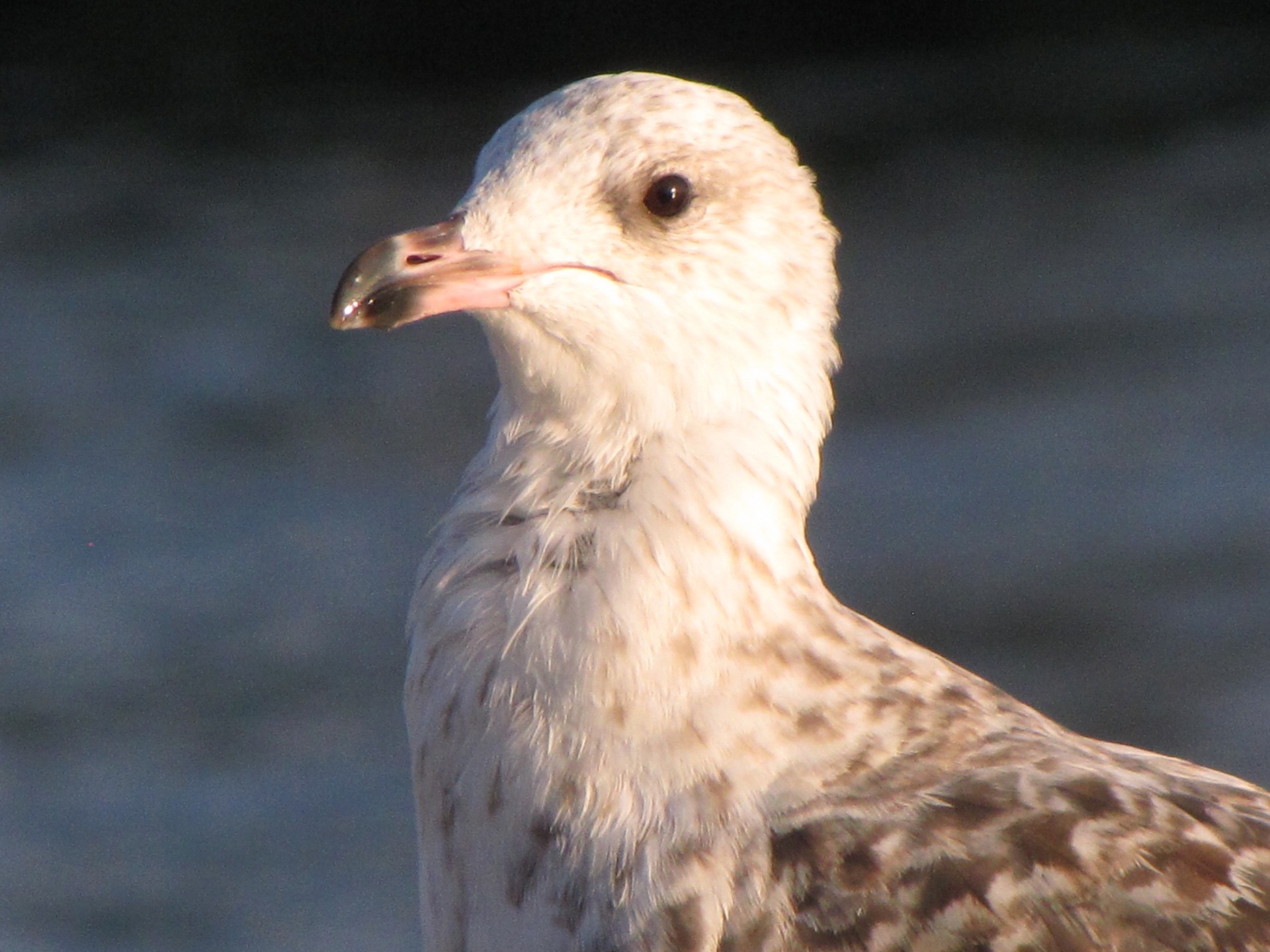 seagull gull head free photo