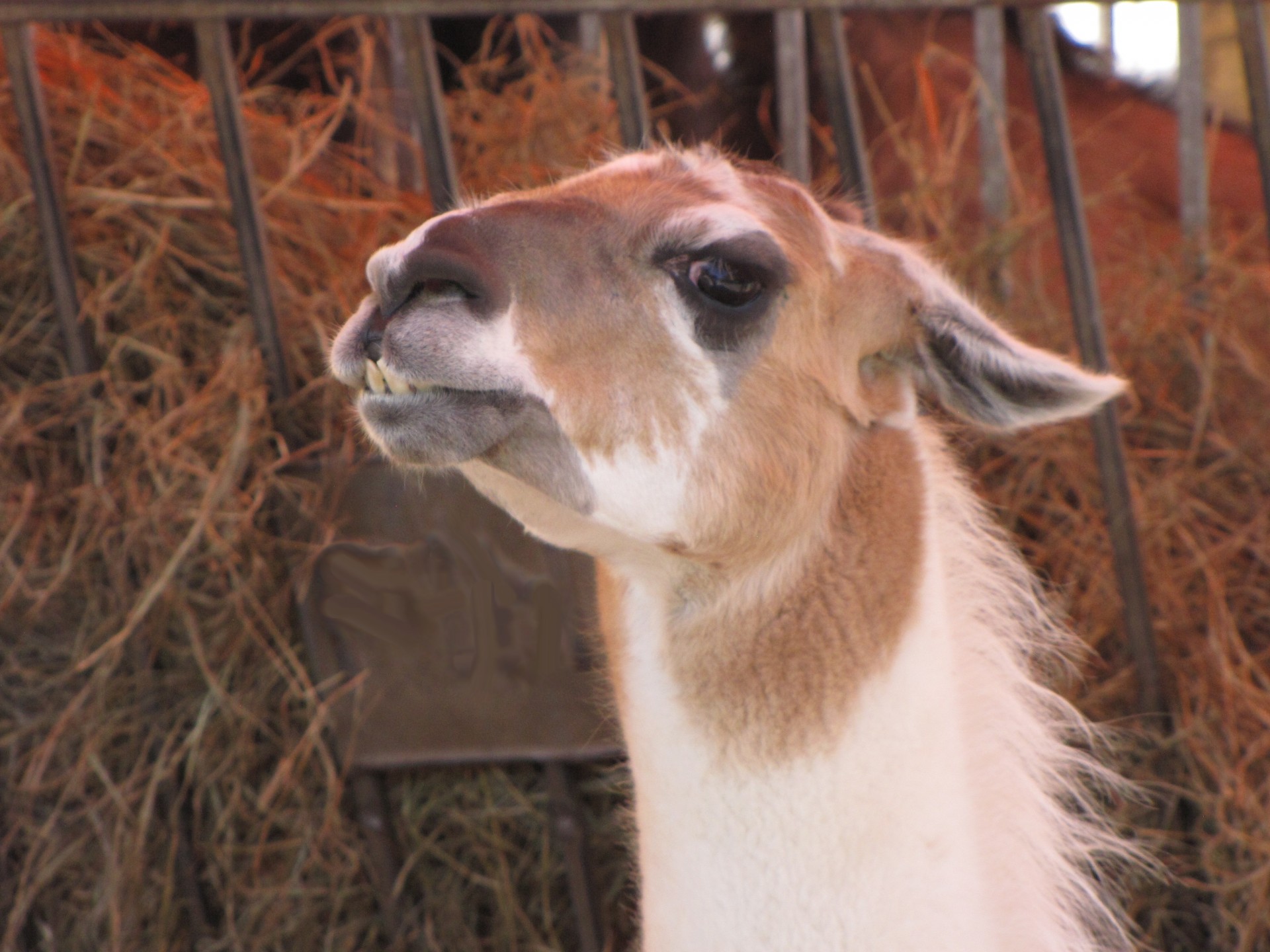 animal llama zoo free photo