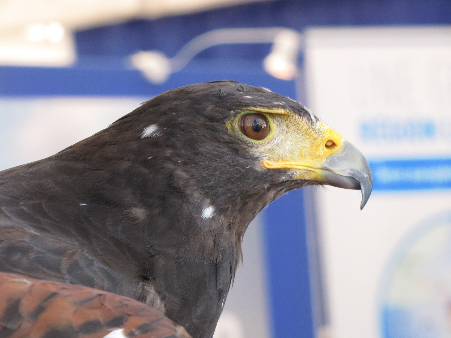 eagle bird portrait free photo