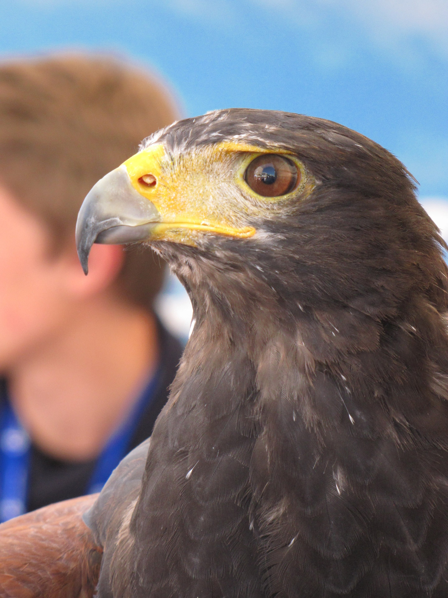 eagle bird portrait free photo