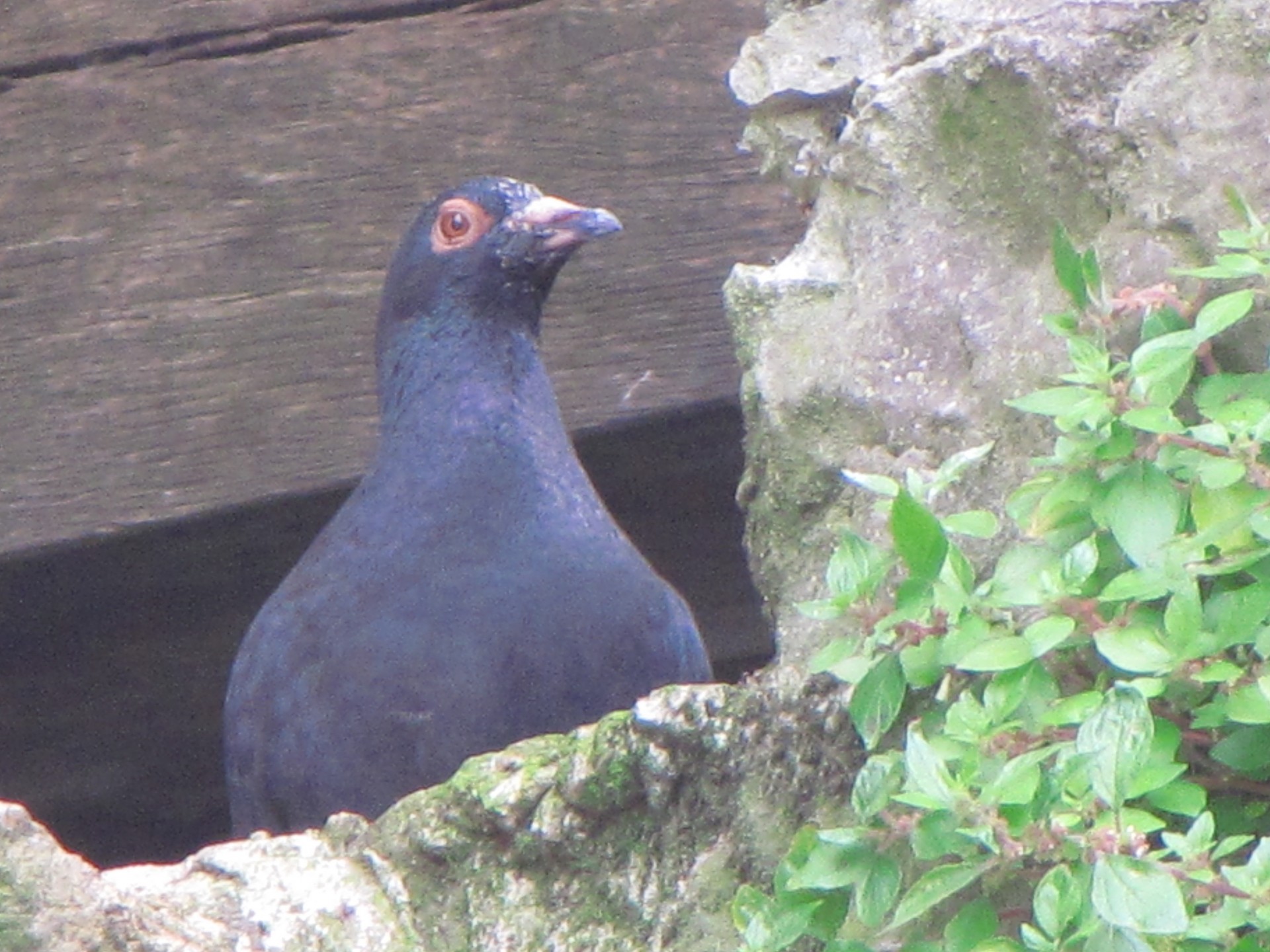 pigeon dove ruff free photo