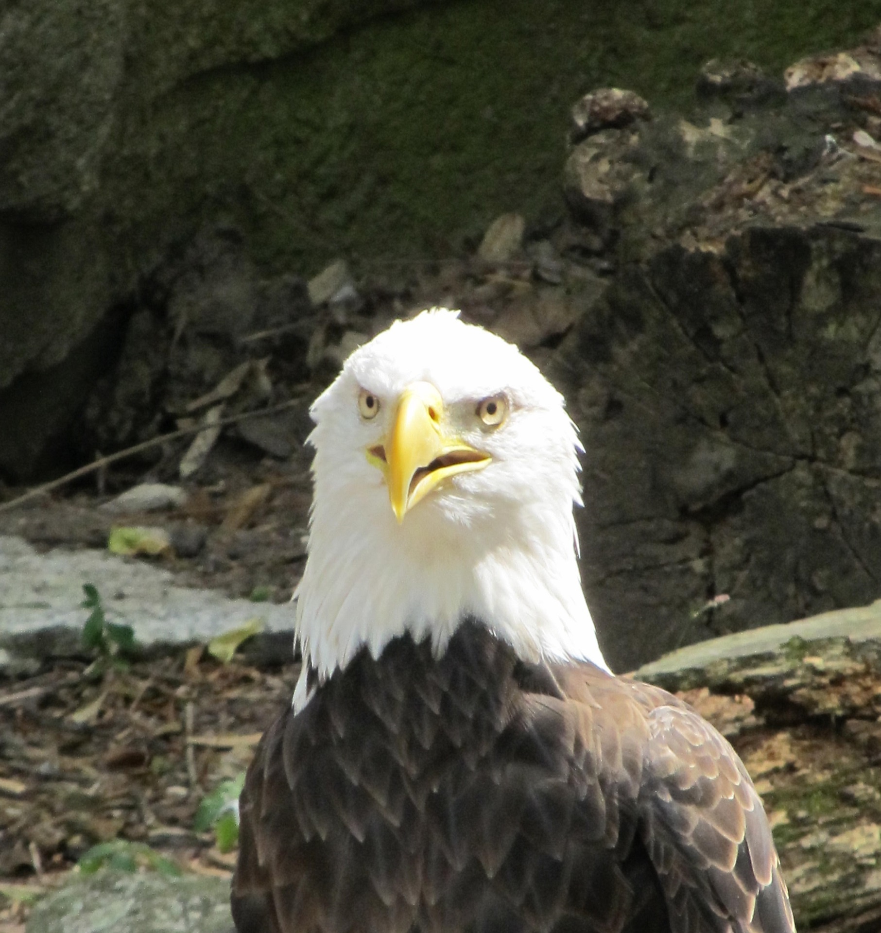 eagle bald portrait free photo