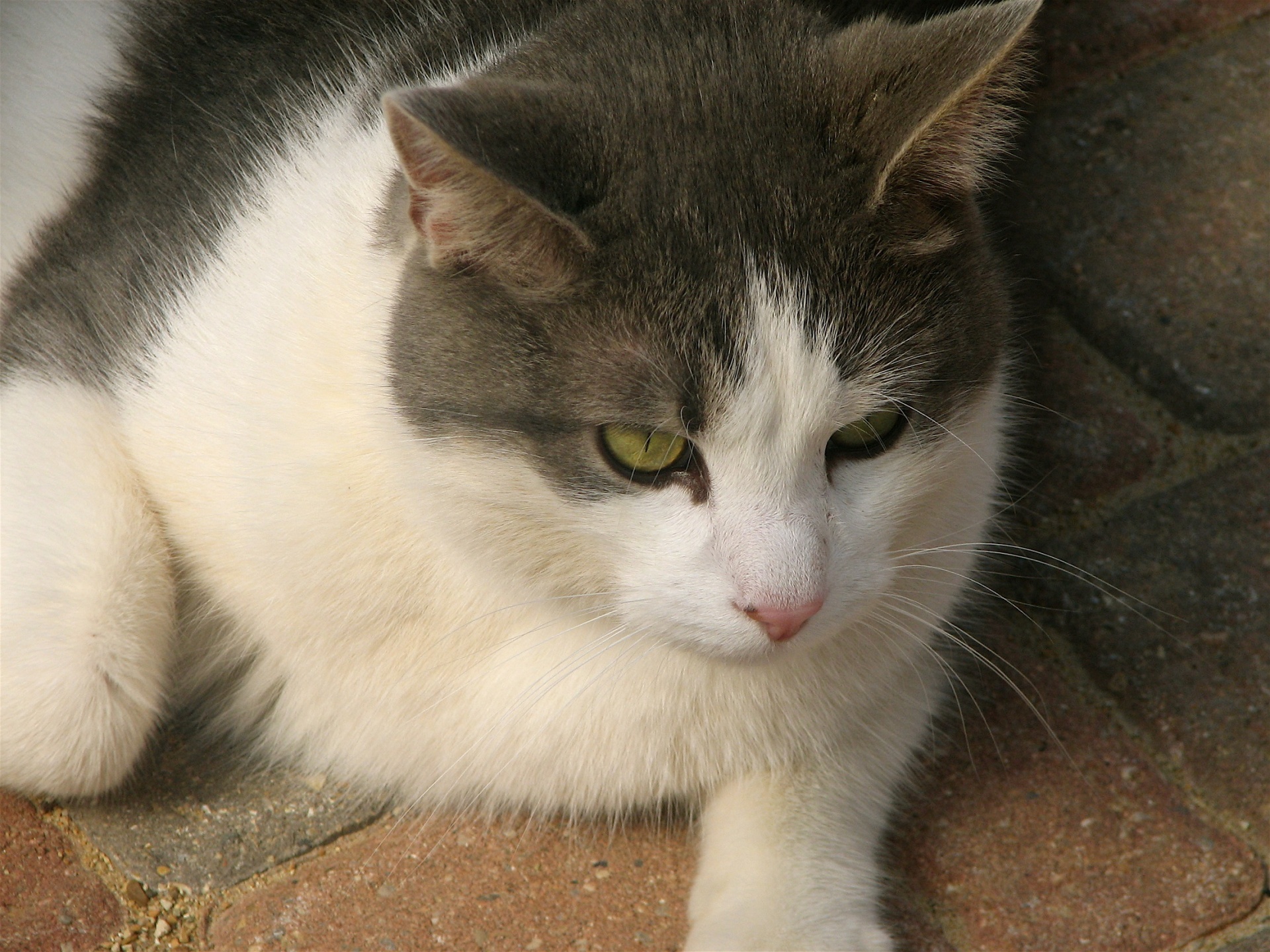 cat white grey free photo