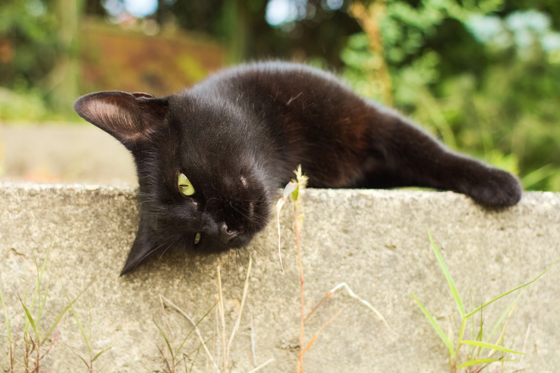 cat black feline free photo