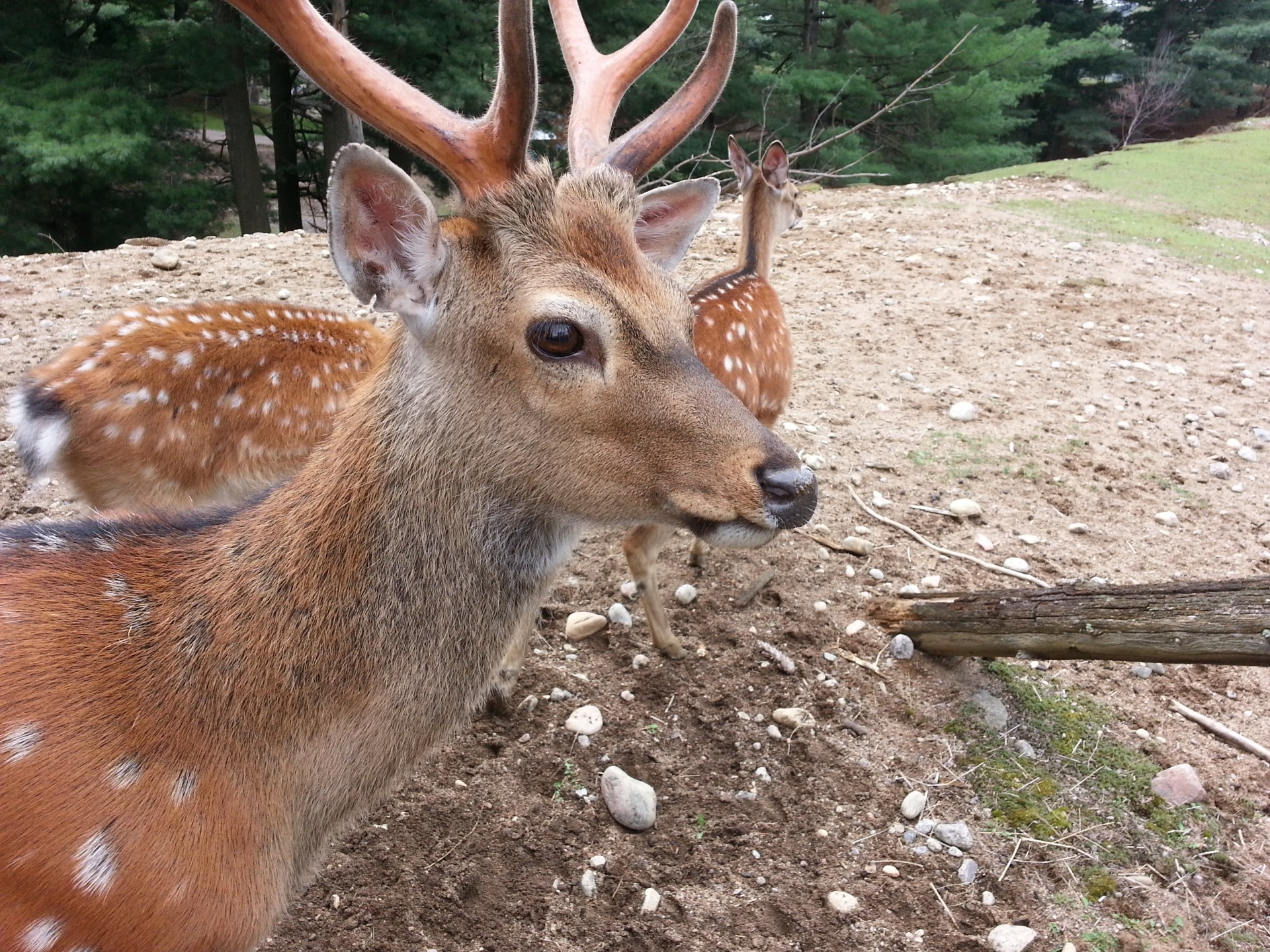 animal deer nature free photo