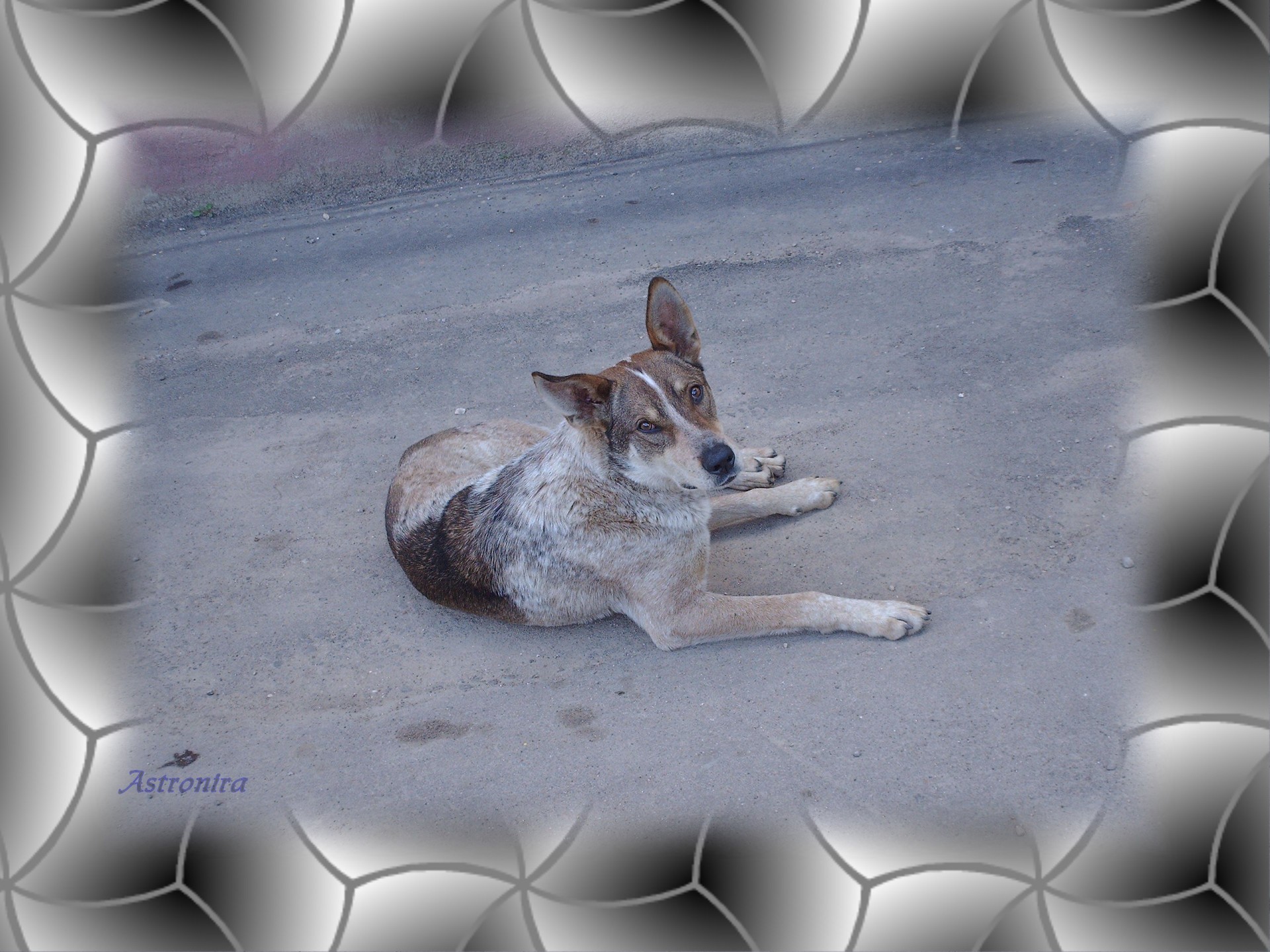 homeless animal dog free photo