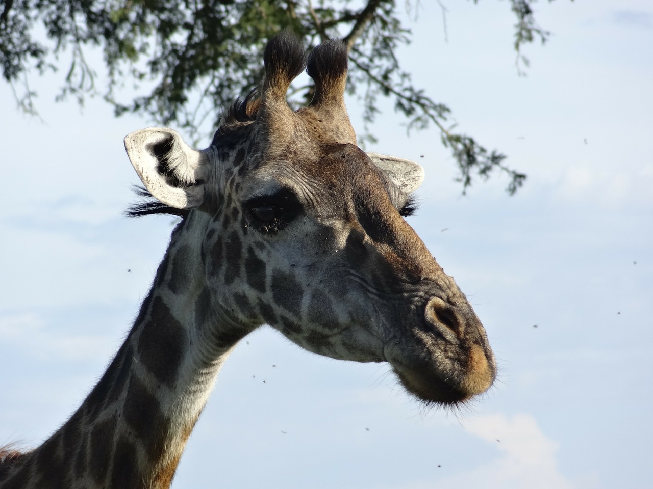 portrait of a giraffe tasks serengeti free photo