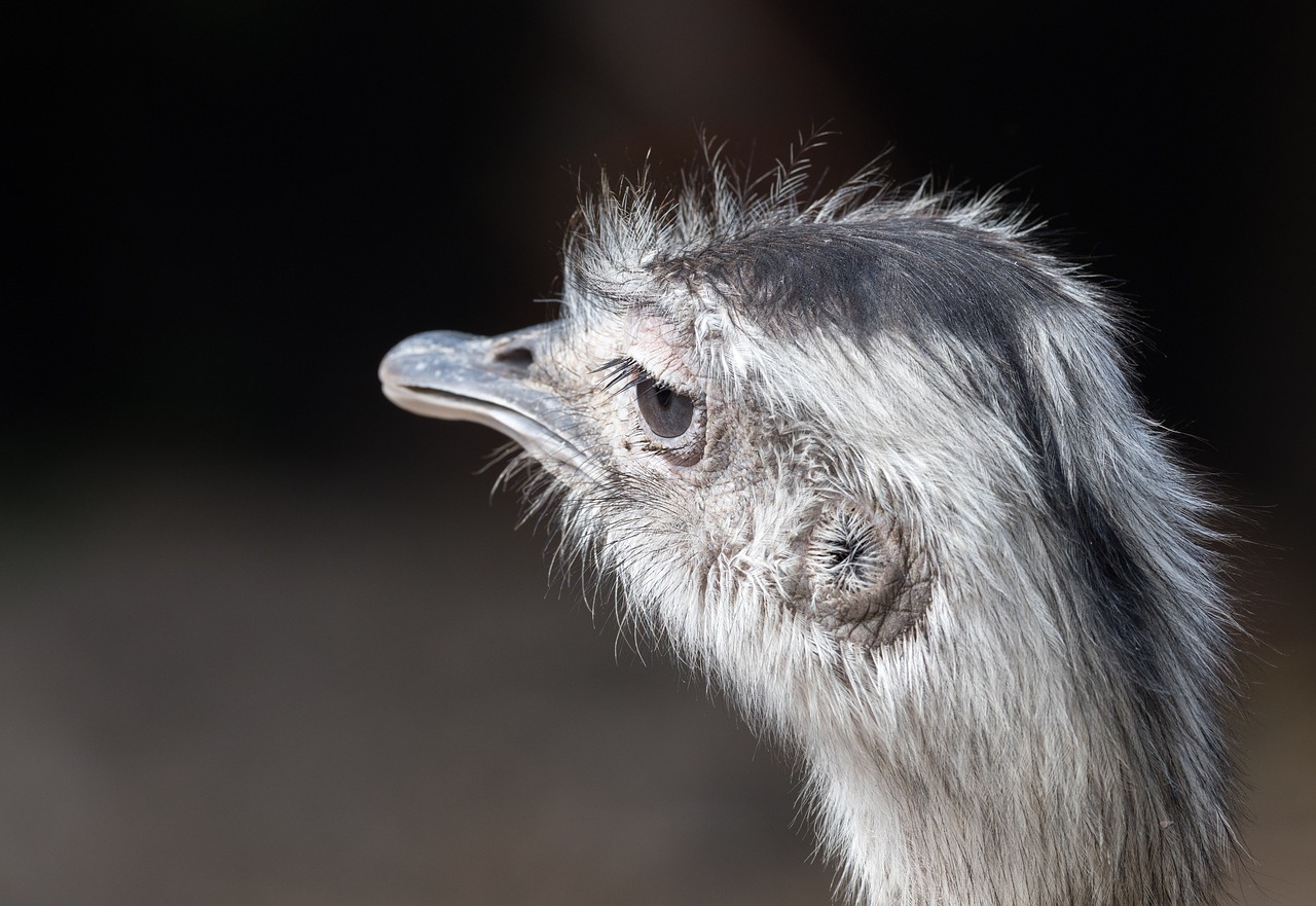 portrait of a greater rhea ostrich bird free photo