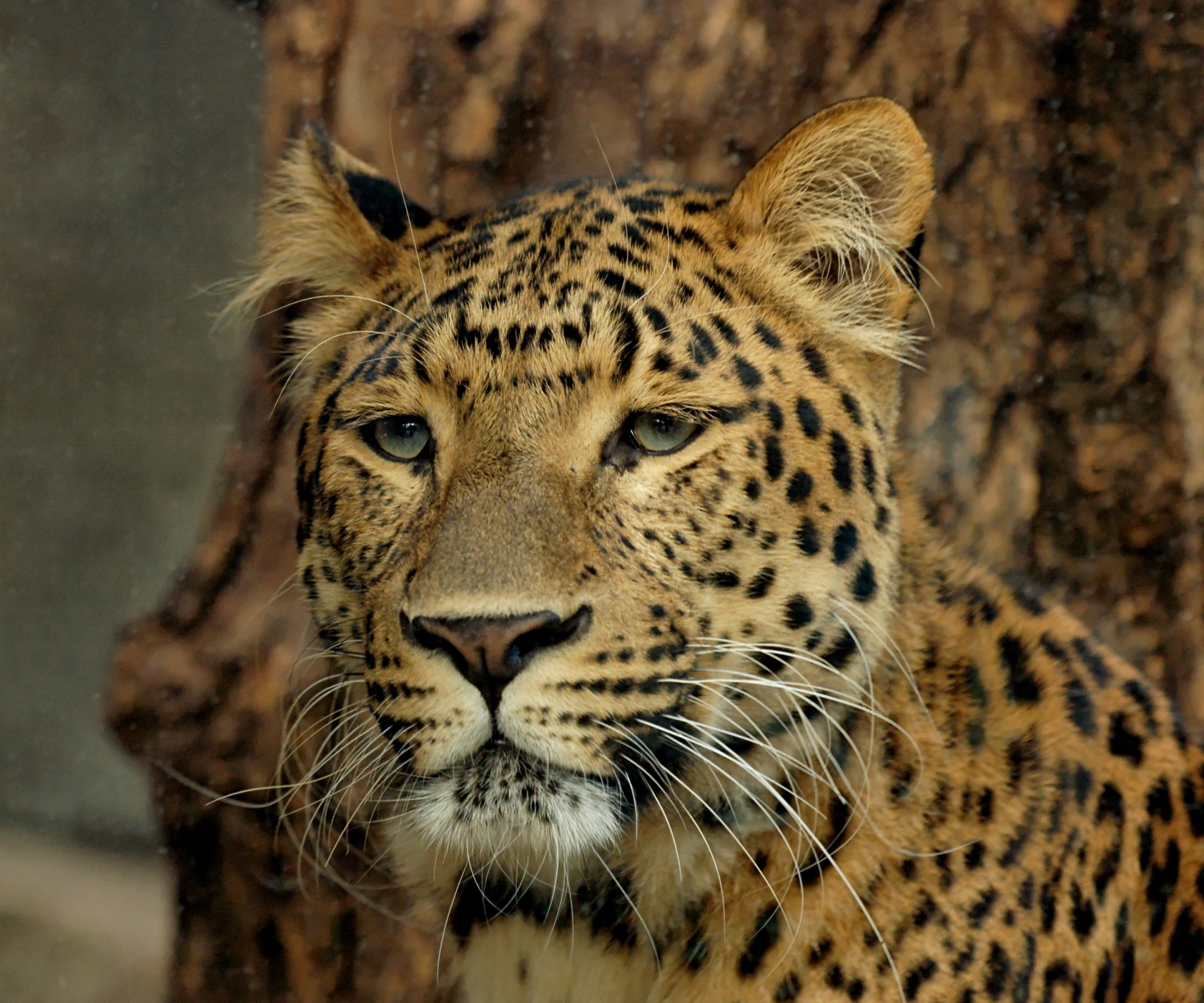 leopard north-chinese portrait free photo