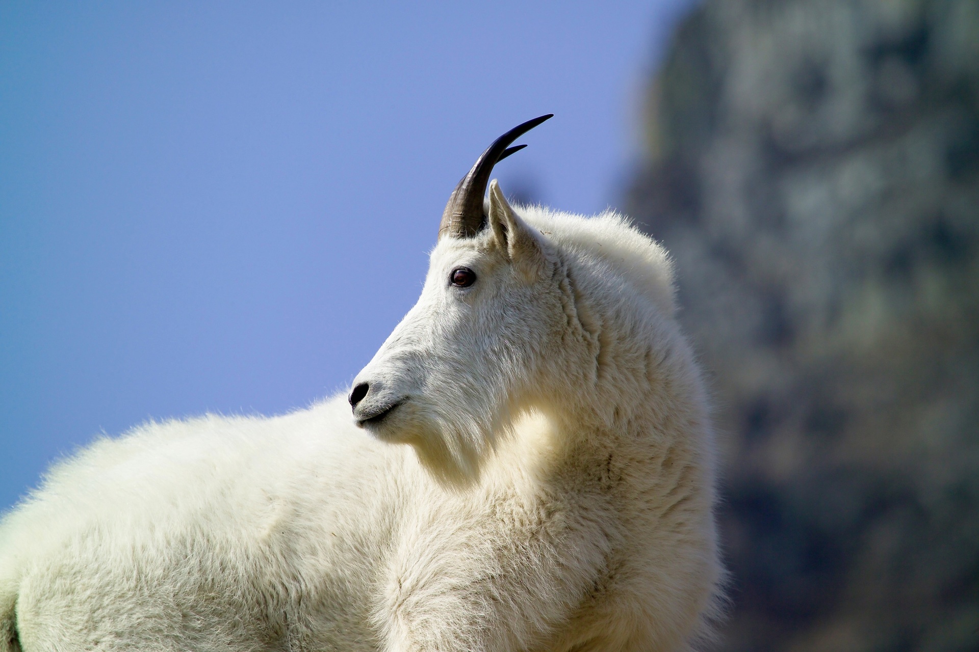 mountain goat portrait free photo