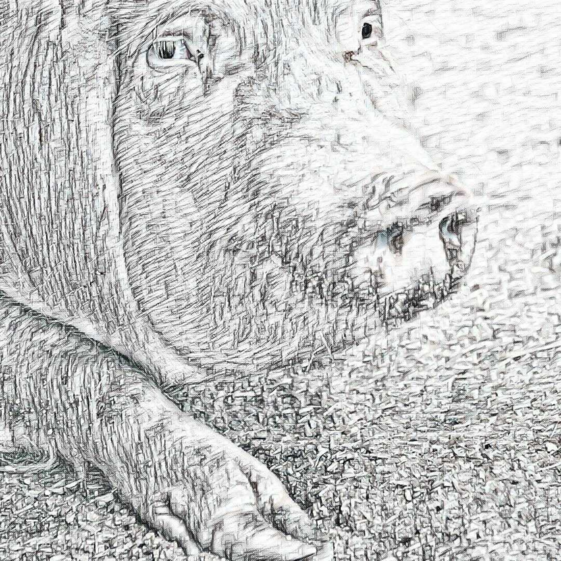 portrait pig close up free photo