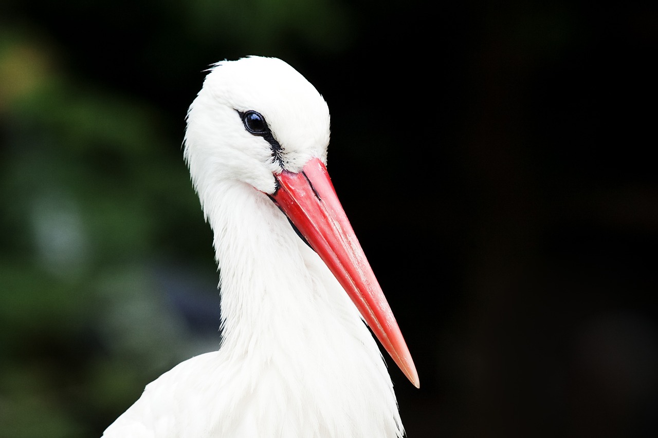 portrait of a white stork stork eye free photo