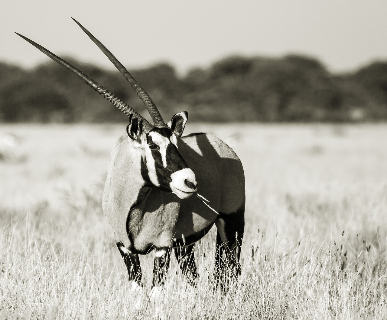 portrait of an oryx gemsbok eye free photo