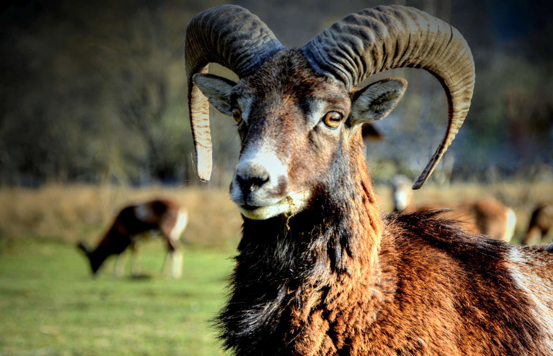 mouflon animal nature free photo