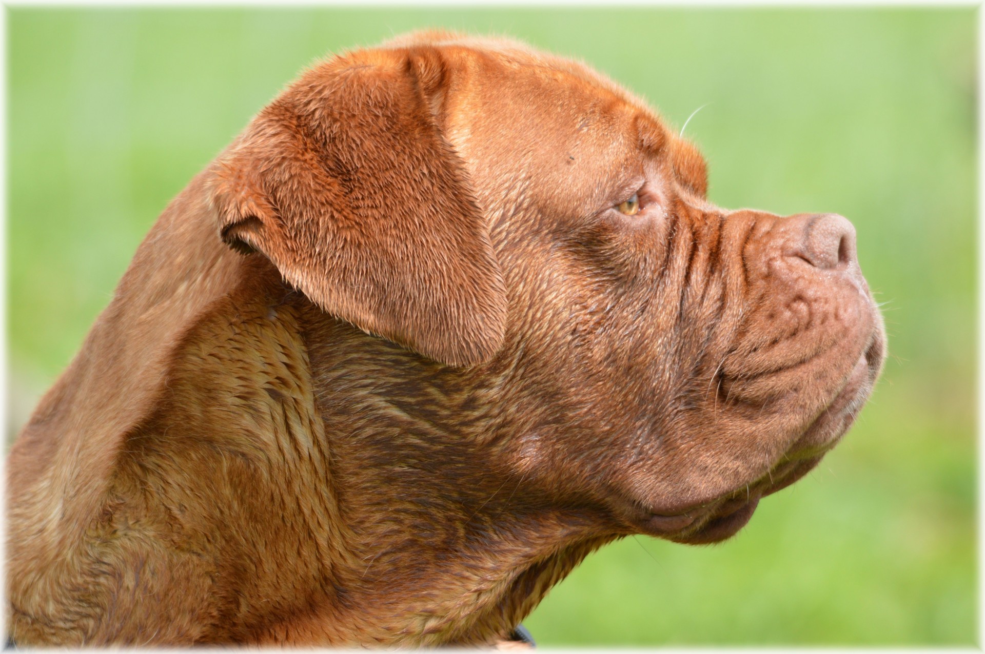 dogue de bordeaux harley dog portrait free photo