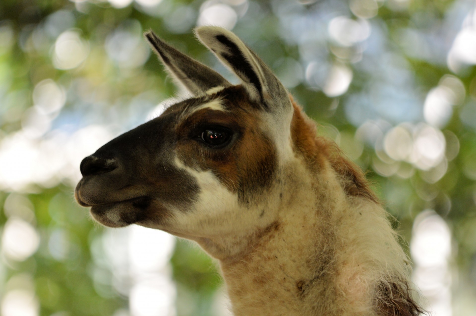 llama animal portrait free photo