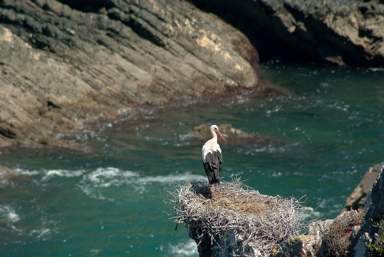 portugal stork nest free photo