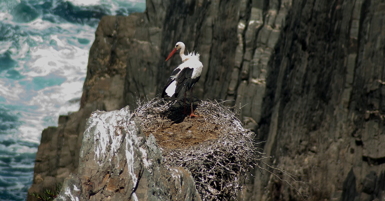 portugal stork nest free photo
