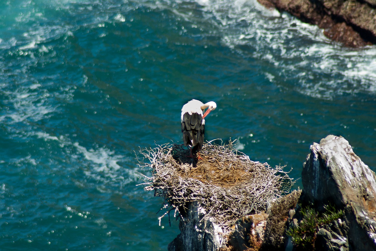 portugal stork nest free photo