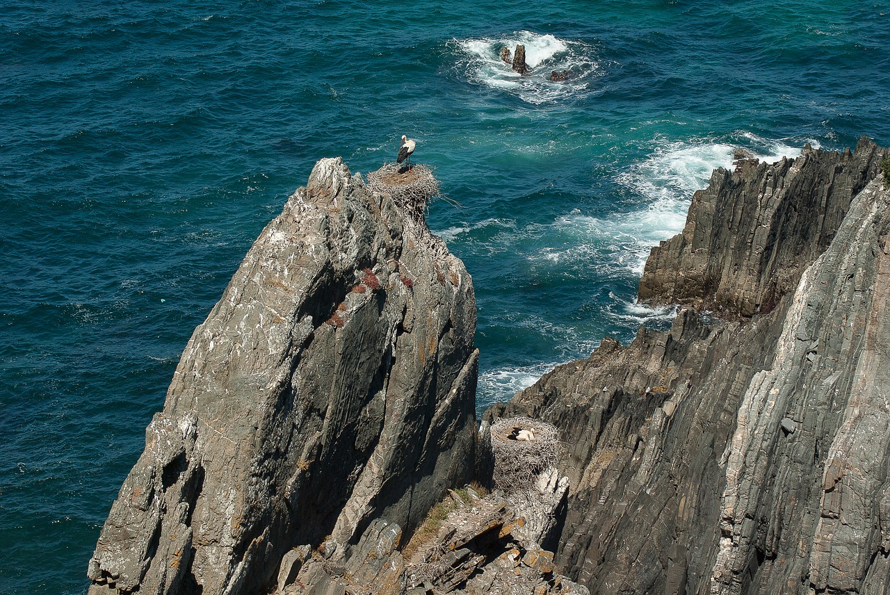 portugal stork nest free photo