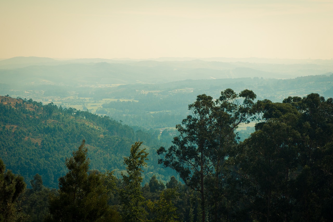 portugal forest mountain free photo