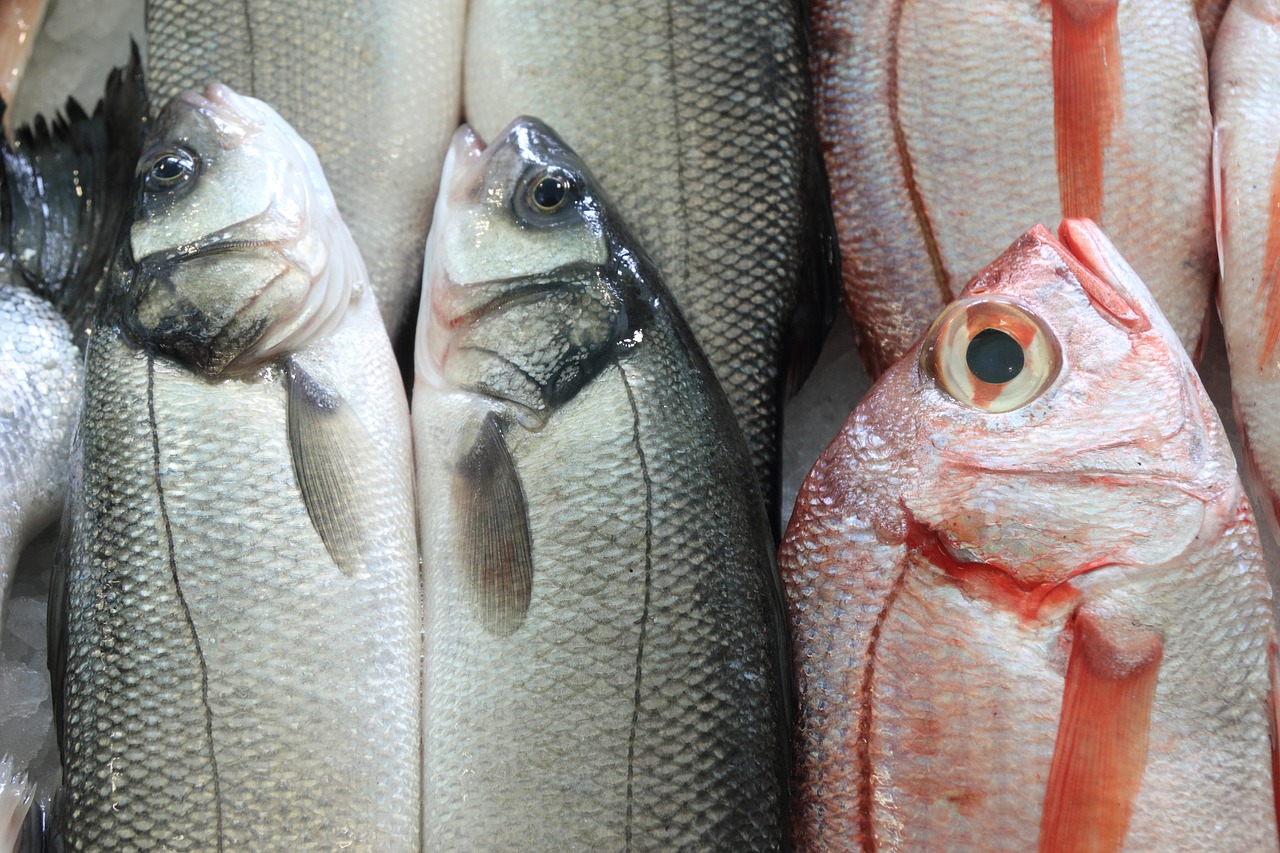 portugal lisbon fish free photo