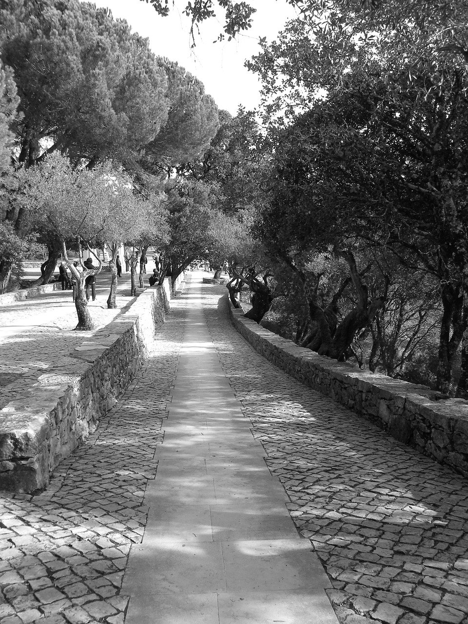 portugal black and white garden free photo