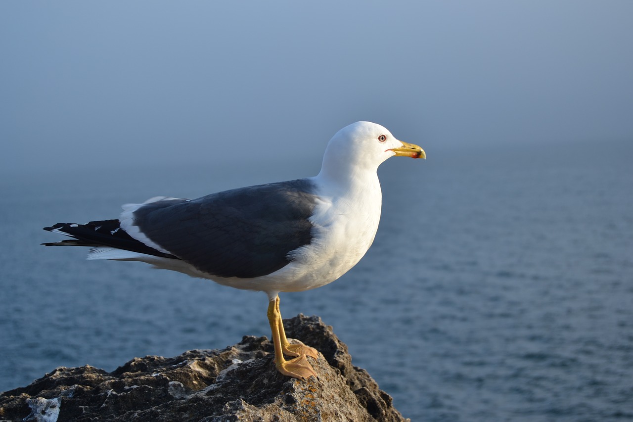 portugal seagull out of rock free photo