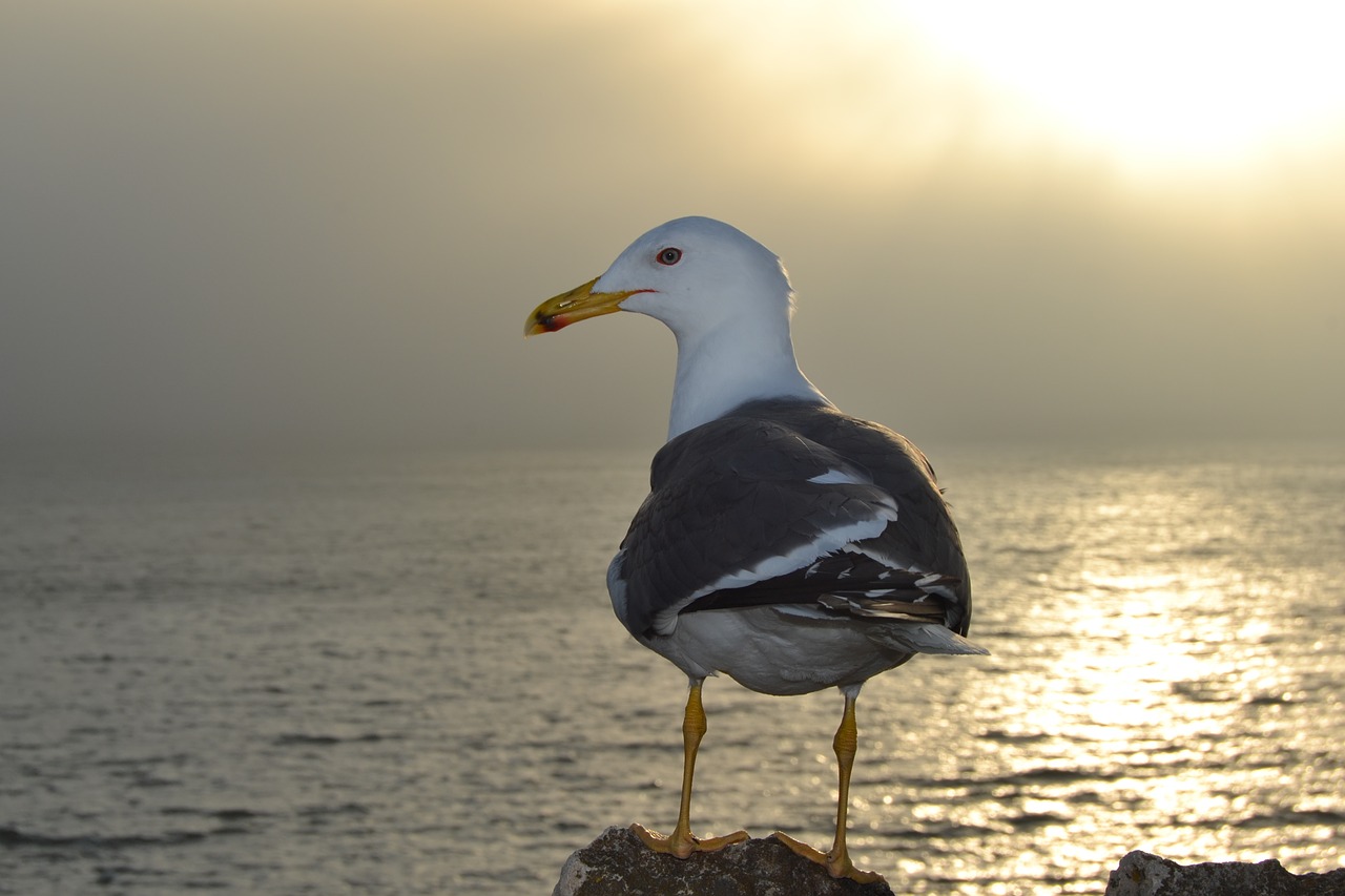 portugal seagull out of rock free photo