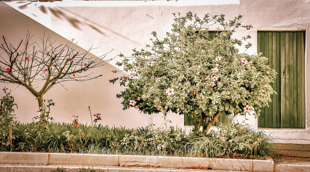 portugal street flowers free photo