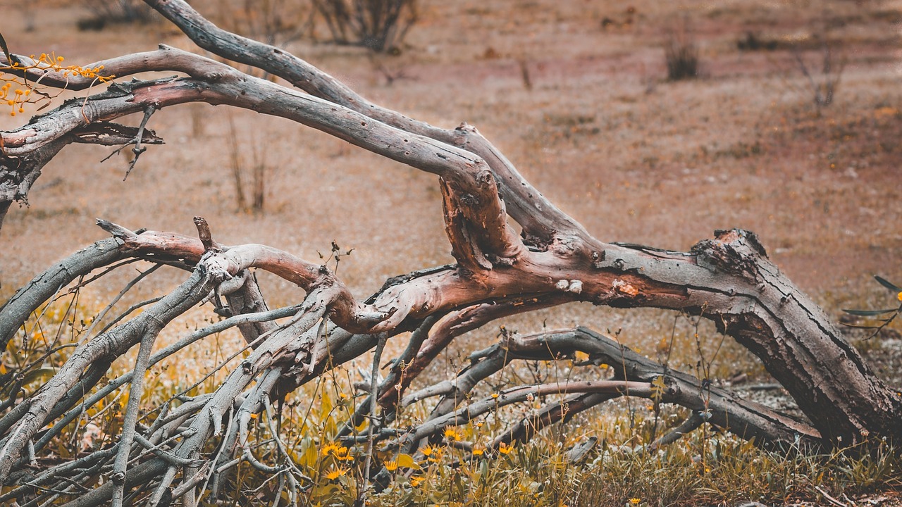 portugal tree dead free photo