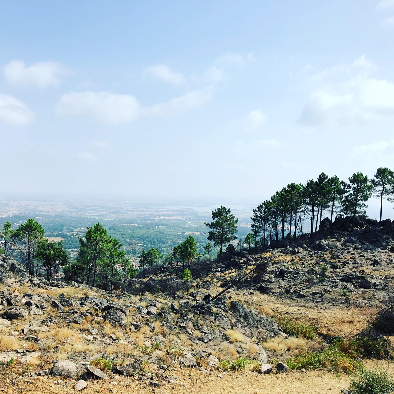 portugal  landscape  trees free photo