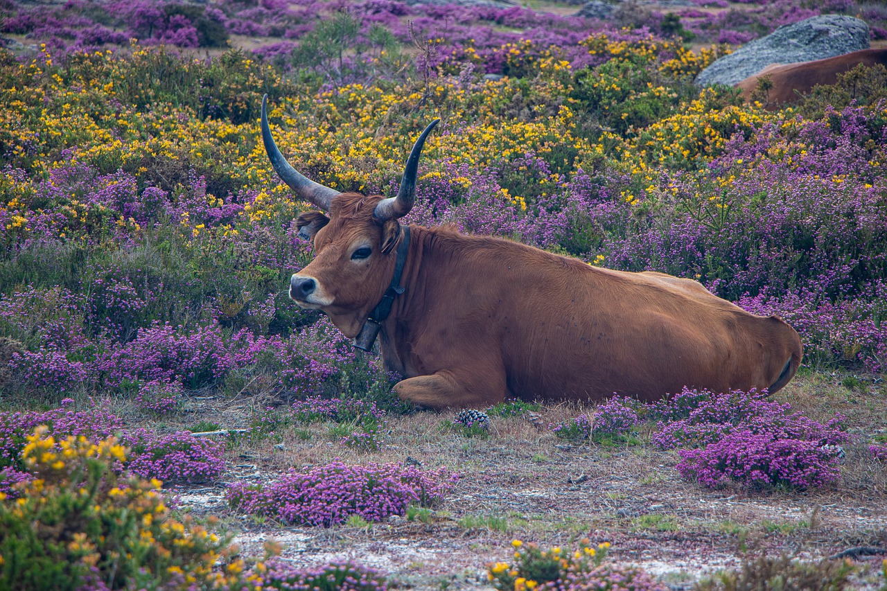 portugal  as  beef free photo