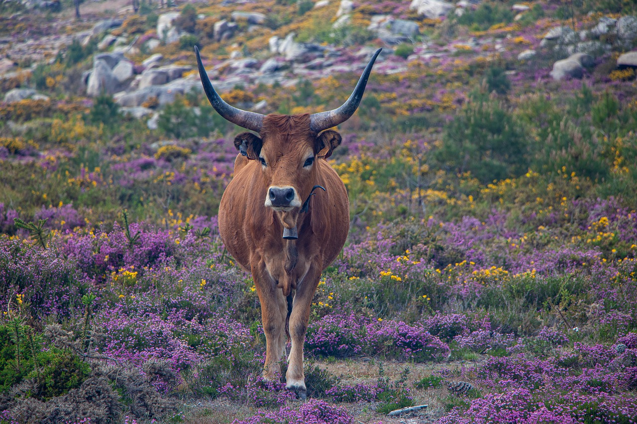 portugal  animal  long-horn cattle free photo