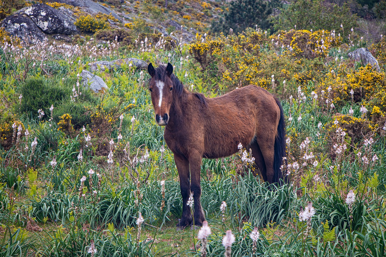 portugal  horse  wild horse free photo