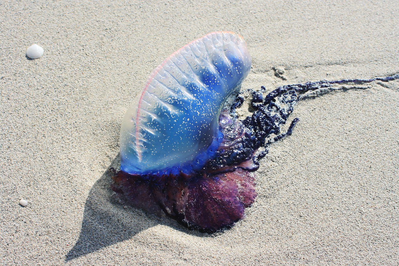 portuguese galley jellyfish sand free photo