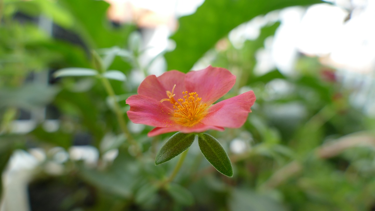 portulaca grandiflora flower vietnam free photo