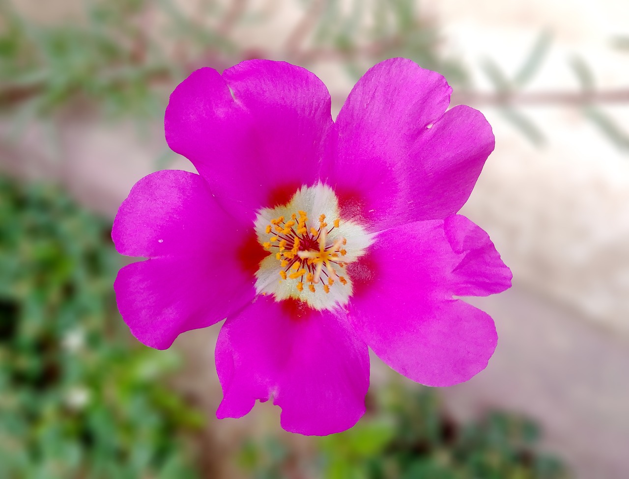 portulaca grandiflora  bright  flowers free photo