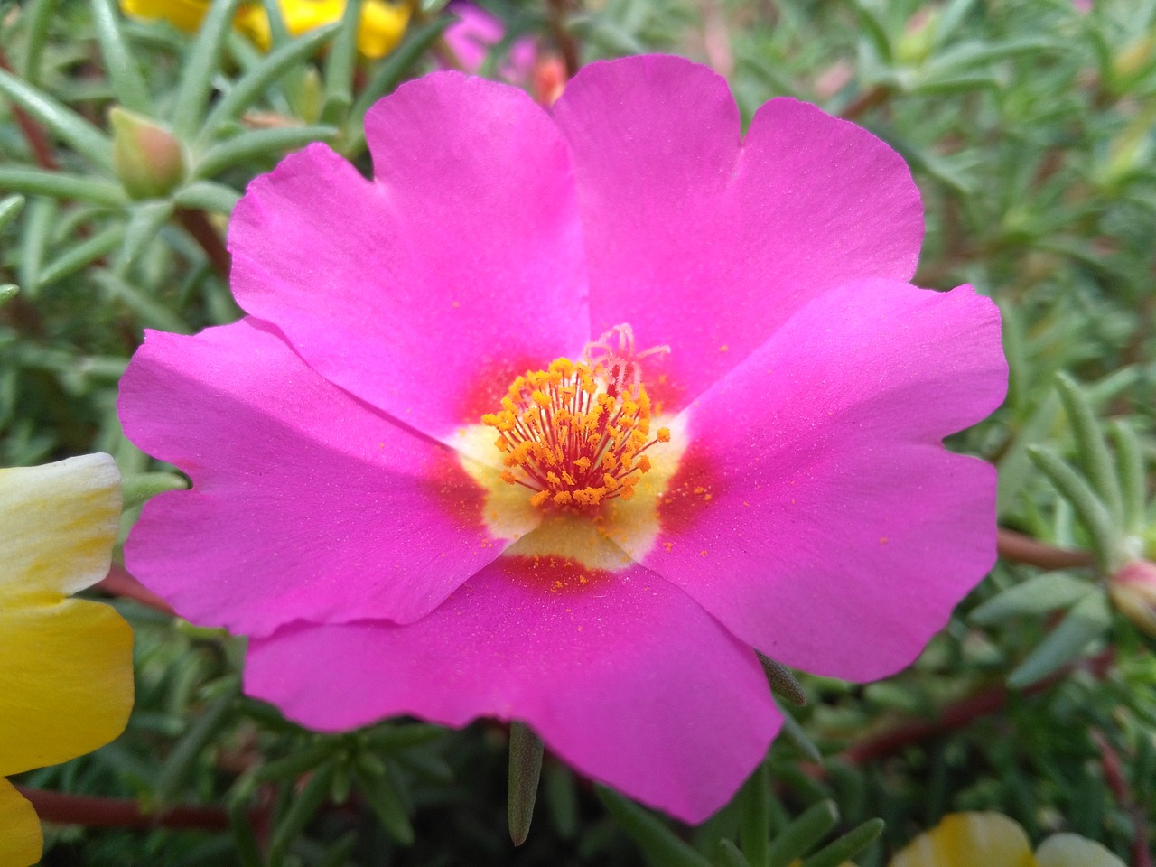 portulaca oleracea l purslane flowers the five elements grass flower free photo