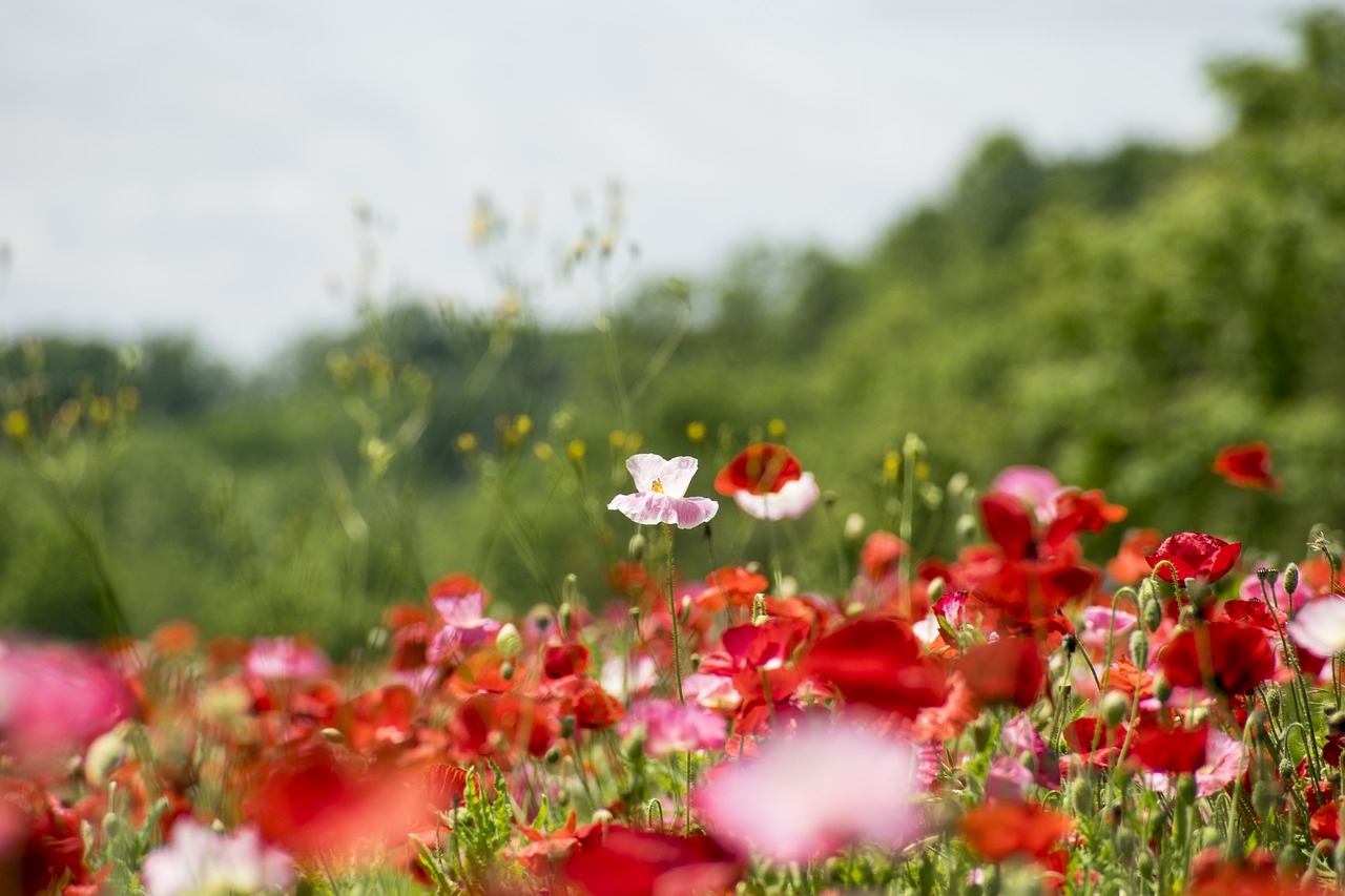 posies flowers summer free photo