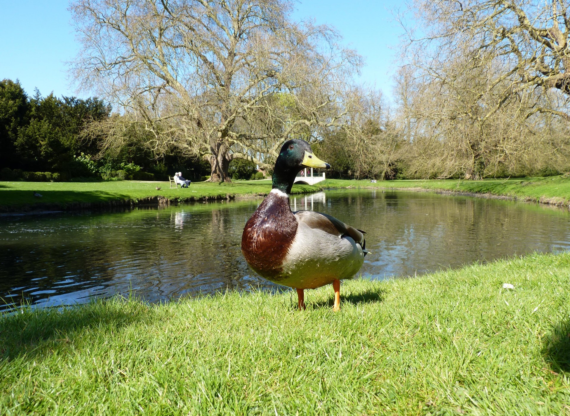 bird duck mallard free photo