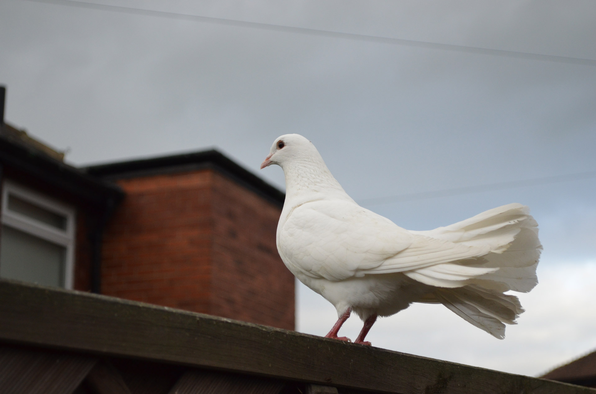 white dove animals free photo