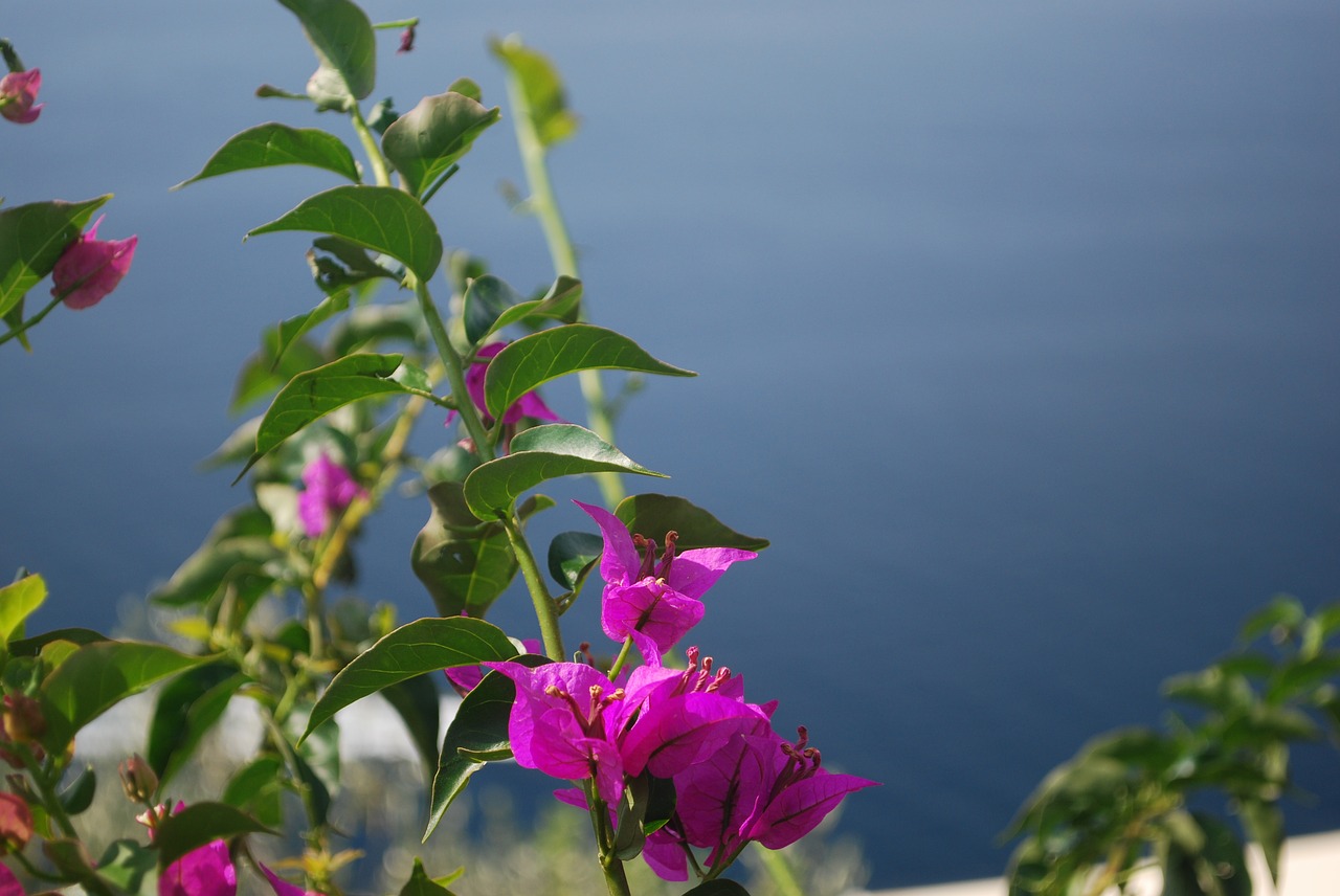 positano mediterranean sea amalfi coast free photo