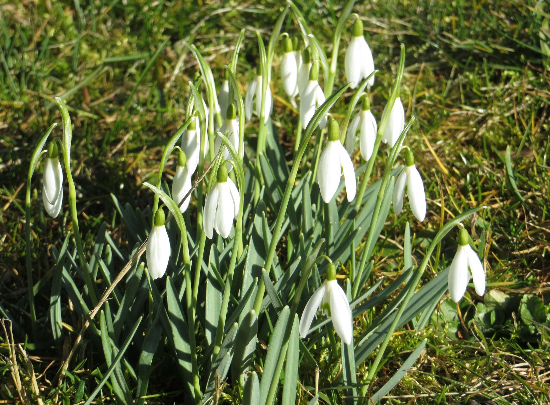 snowdrops flowers spring free photo
