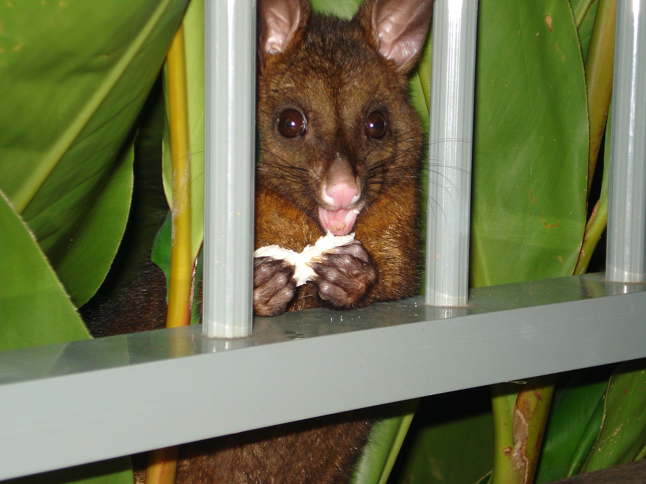 possum possum eating hamilton island free photo