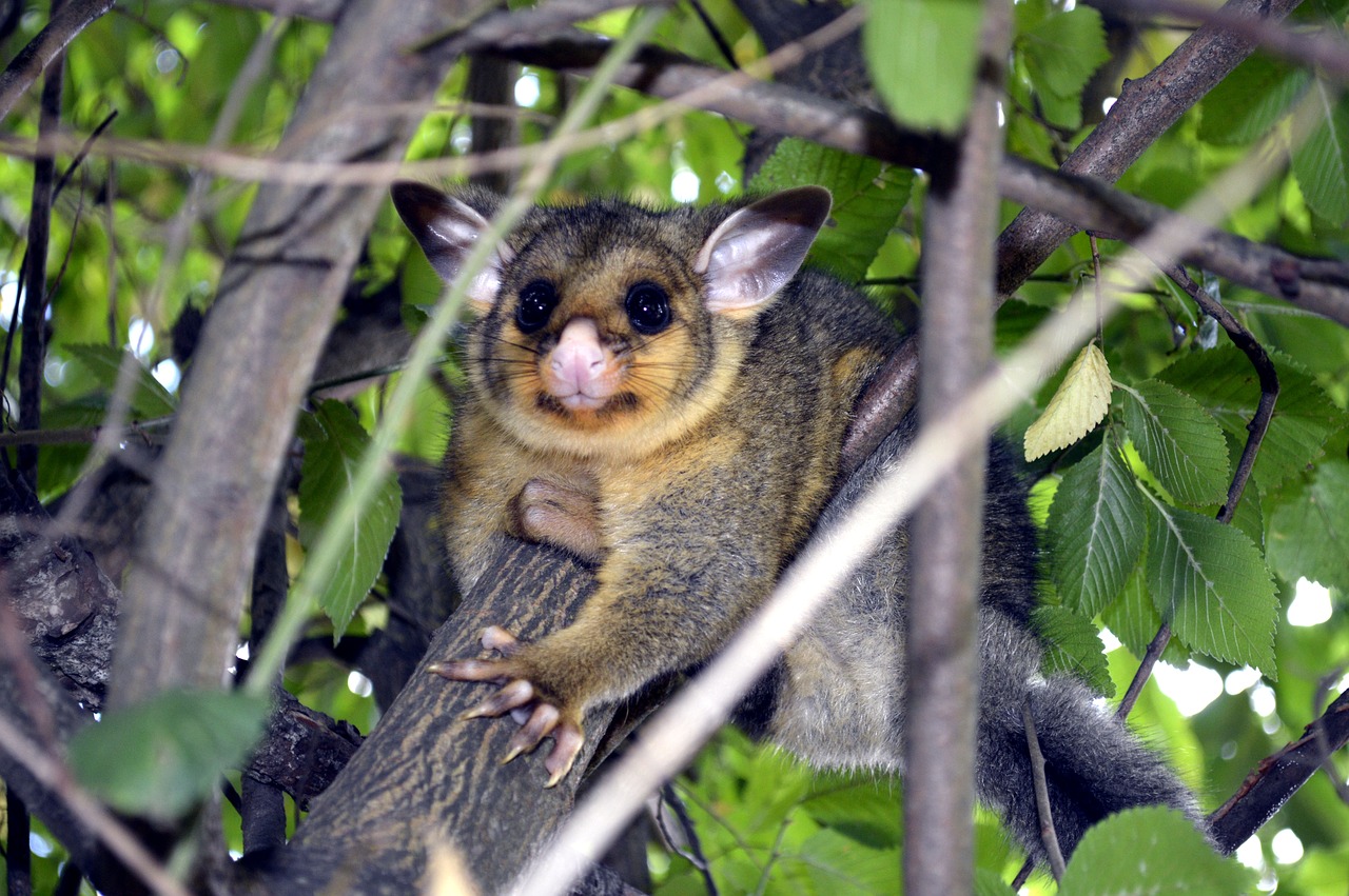 possum  cute animal  tree free photo