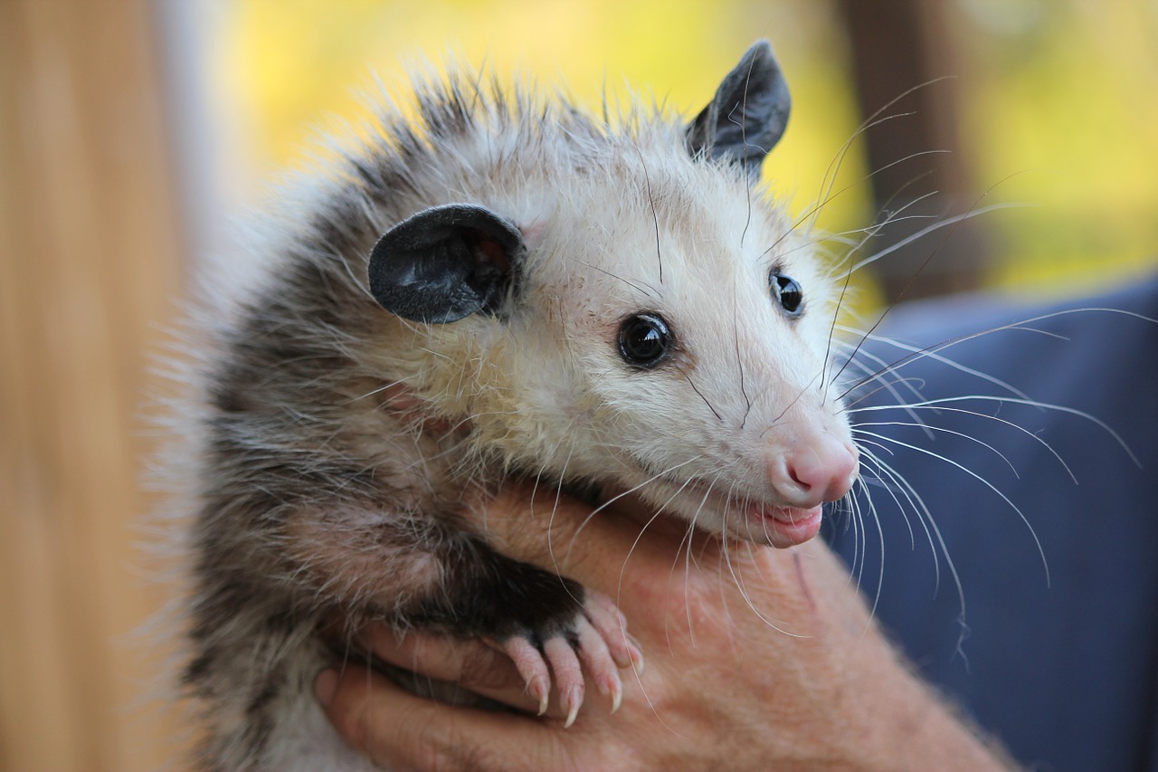 possum rodent opossum free photo