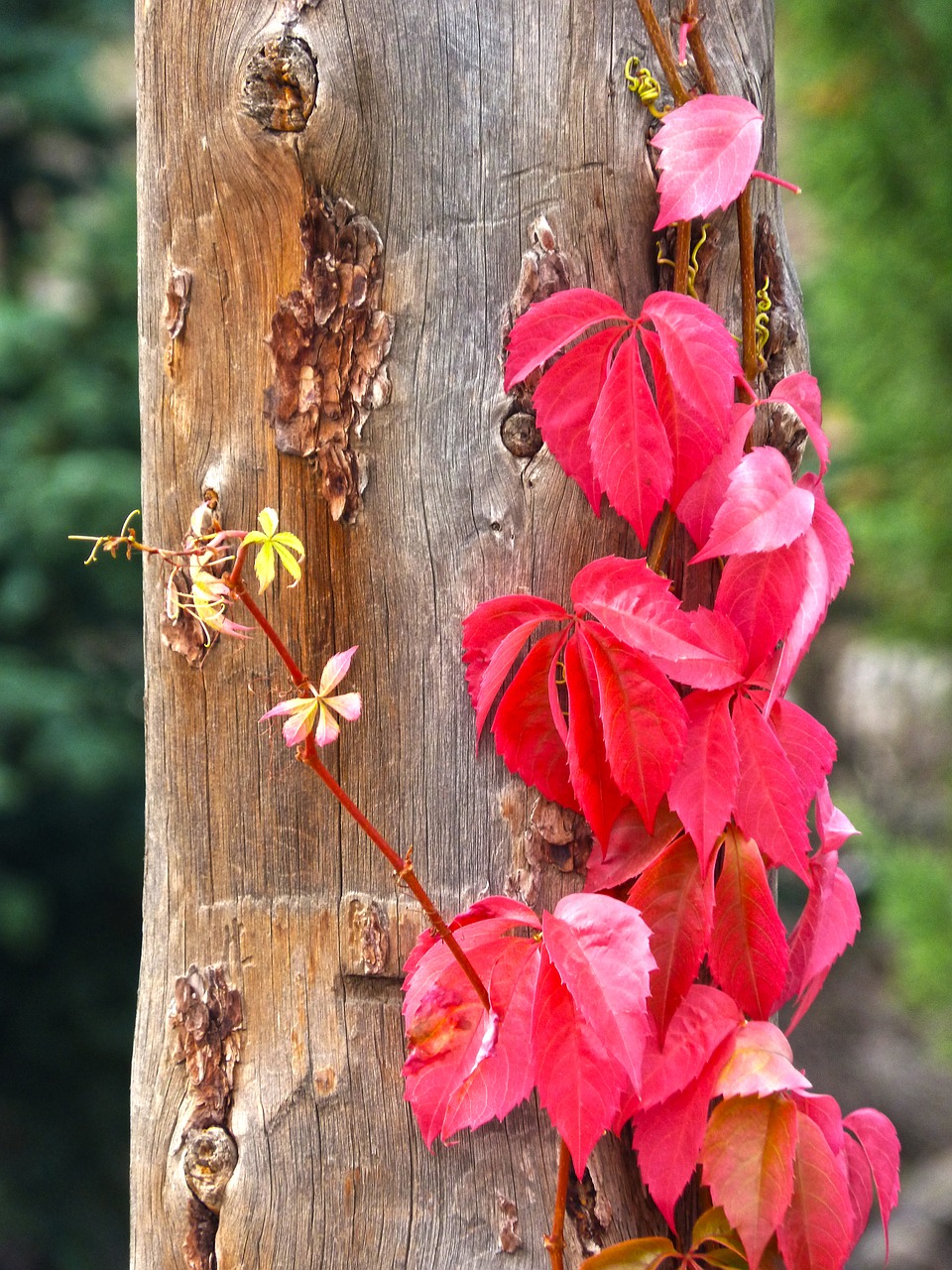 post vine climber free photo